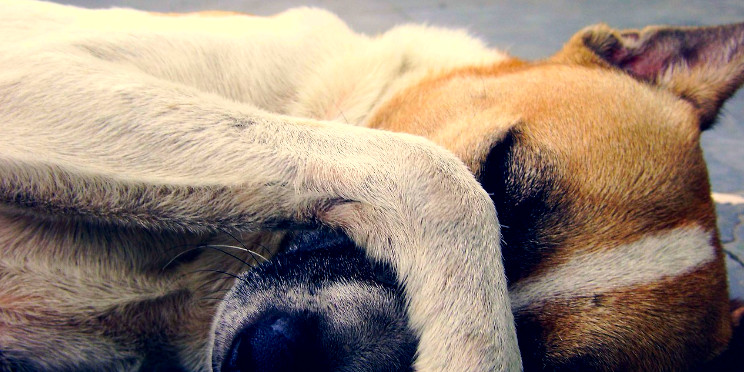 Ausschlussdiät beim Hund